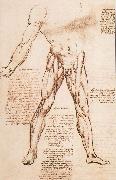 LEONARDO da Vinci Muscle structure of the thigh oil painting artist